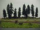 Waldstück bei der Weiche
