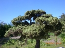 Lange hat es gedauert, aber nun habe ich endlich diesen Baum fertig und bei Sonne abgelichtet.