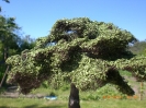 Lange hat es gedauert, aber nun habe ich endlich diesen Baum fertig und bei Sonne abgelichtet.