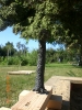 Ein spezieller Baum mit einer Viertelkrone und 35 cm Höhe für den Modellbahnclub.